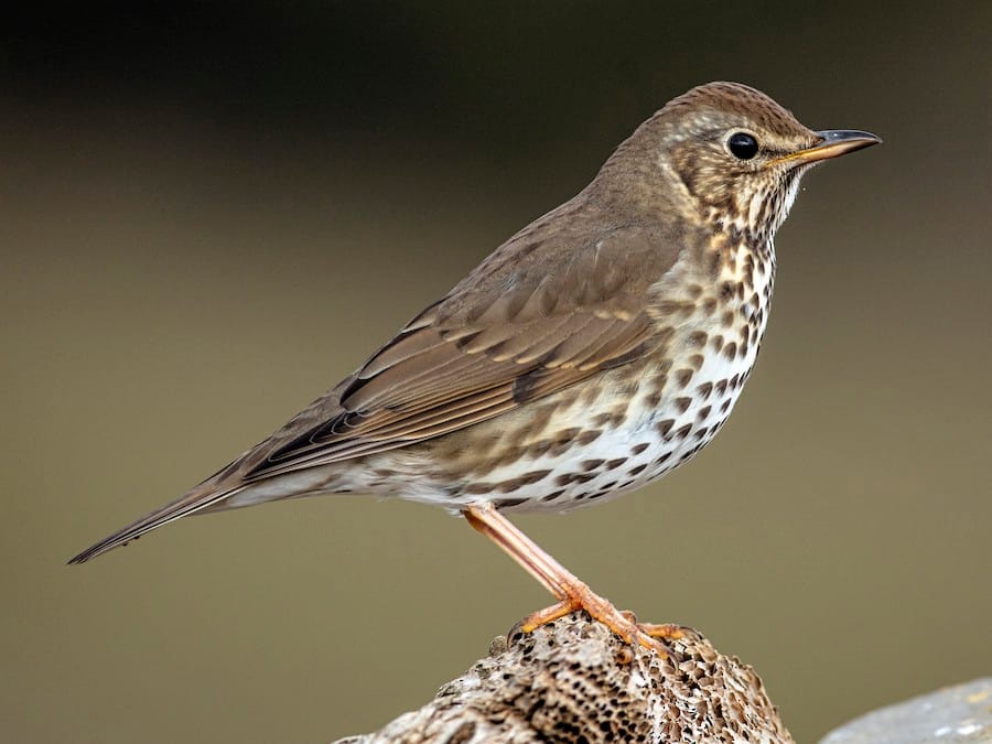What Do Song Thrushes Eat