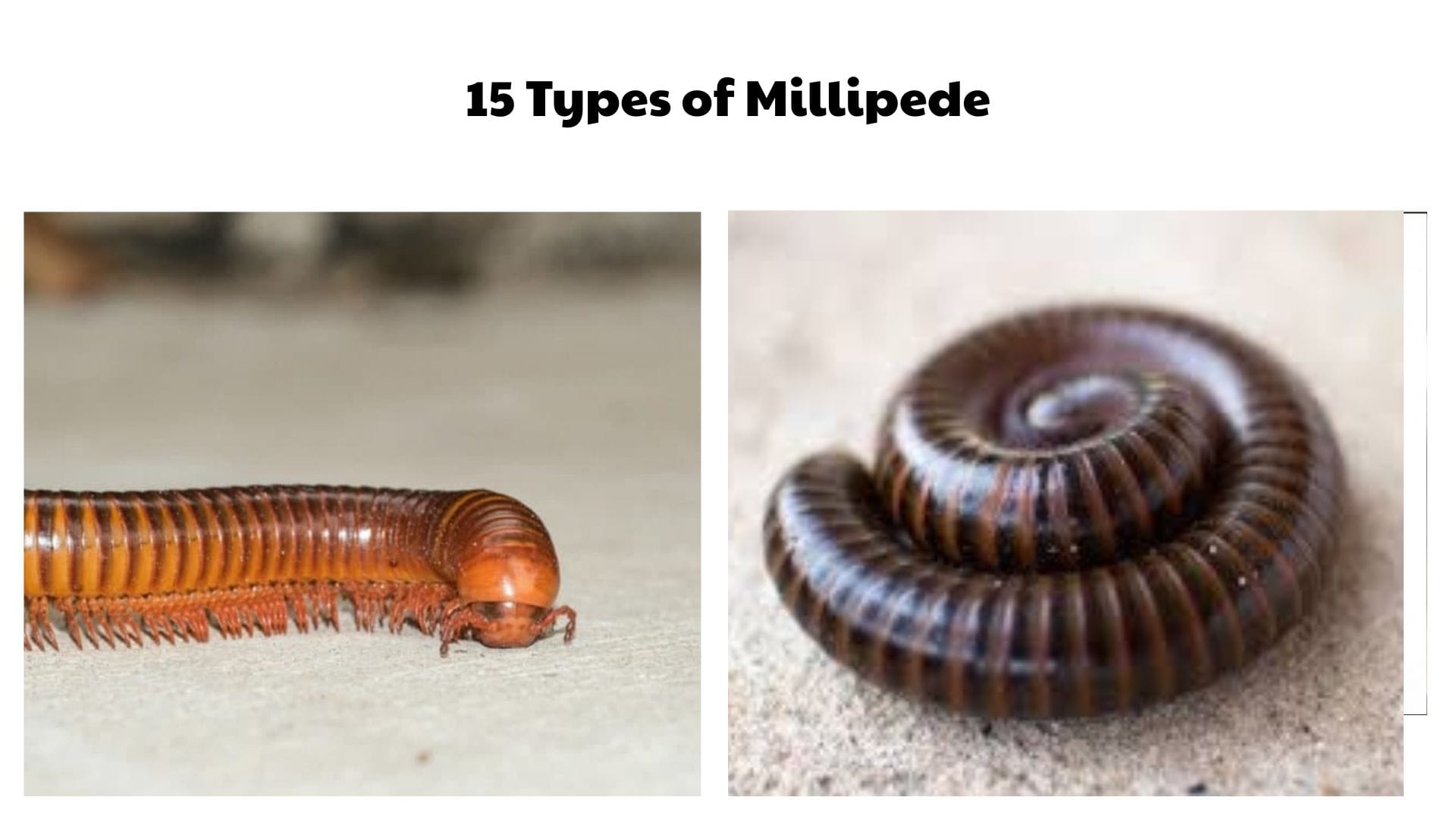 15 Types of Millipede