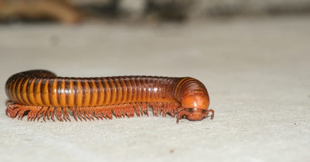 15 Types of Millipede