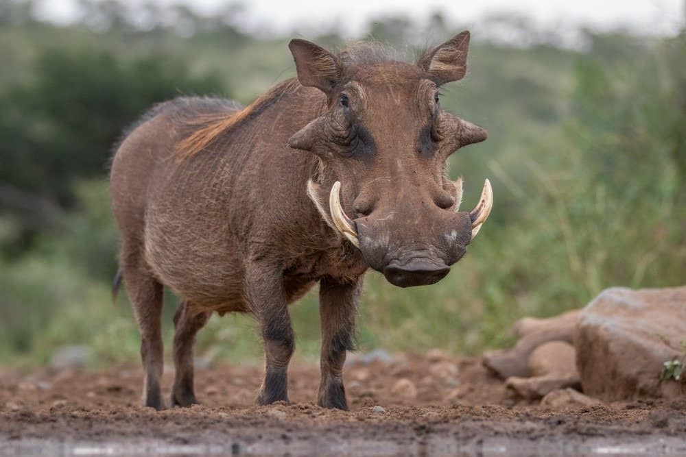 15 Types of Warthog