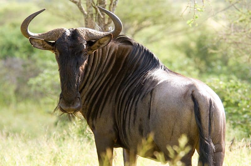 15 Types of Wildebeest