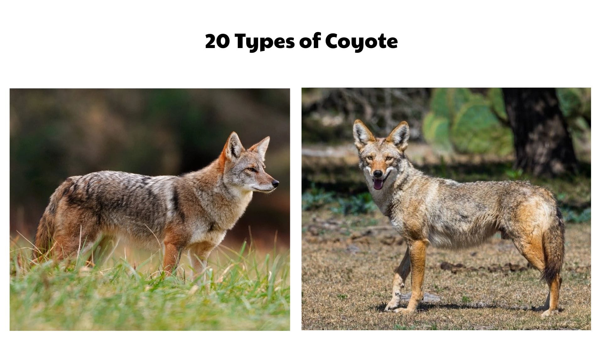 20 Types of Coyote