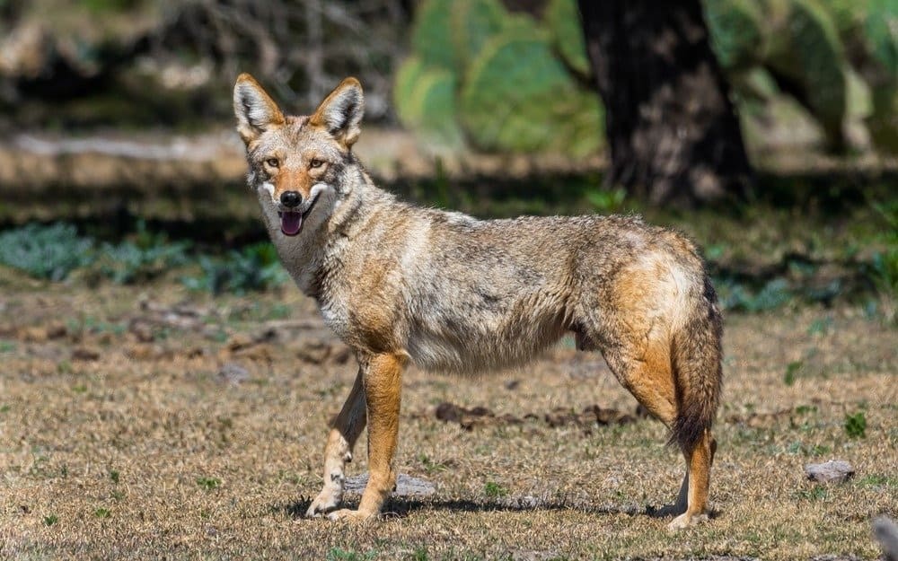 20 Types of Coyote