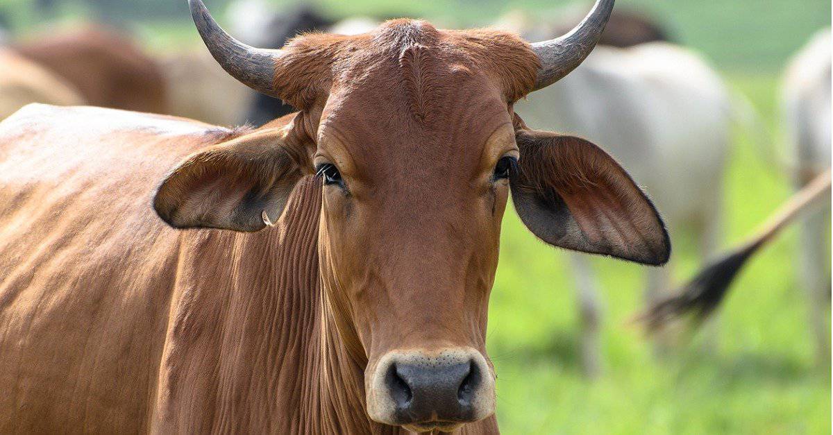 25 Types of Ox 