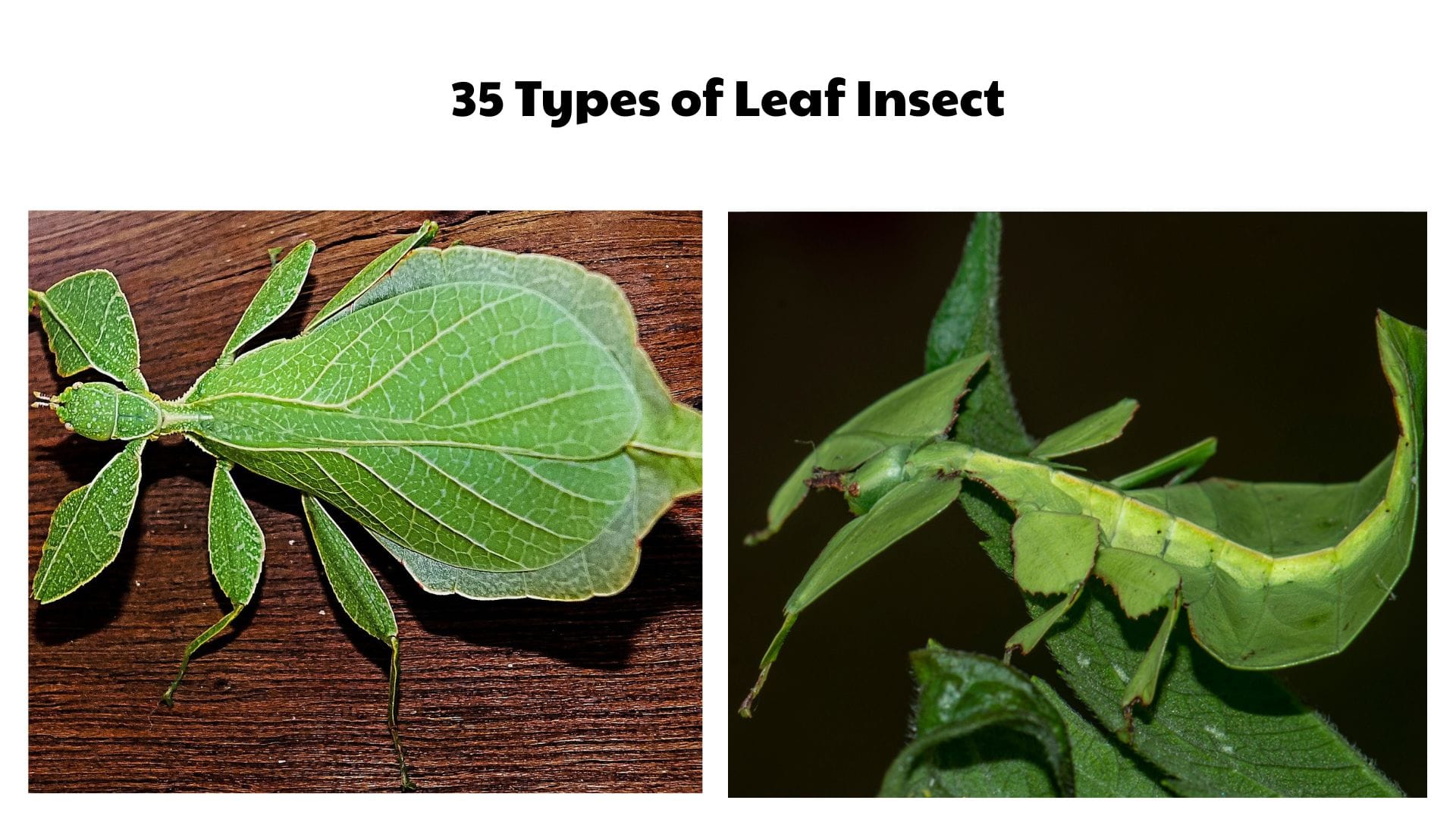 35 Types of Leaf Insect