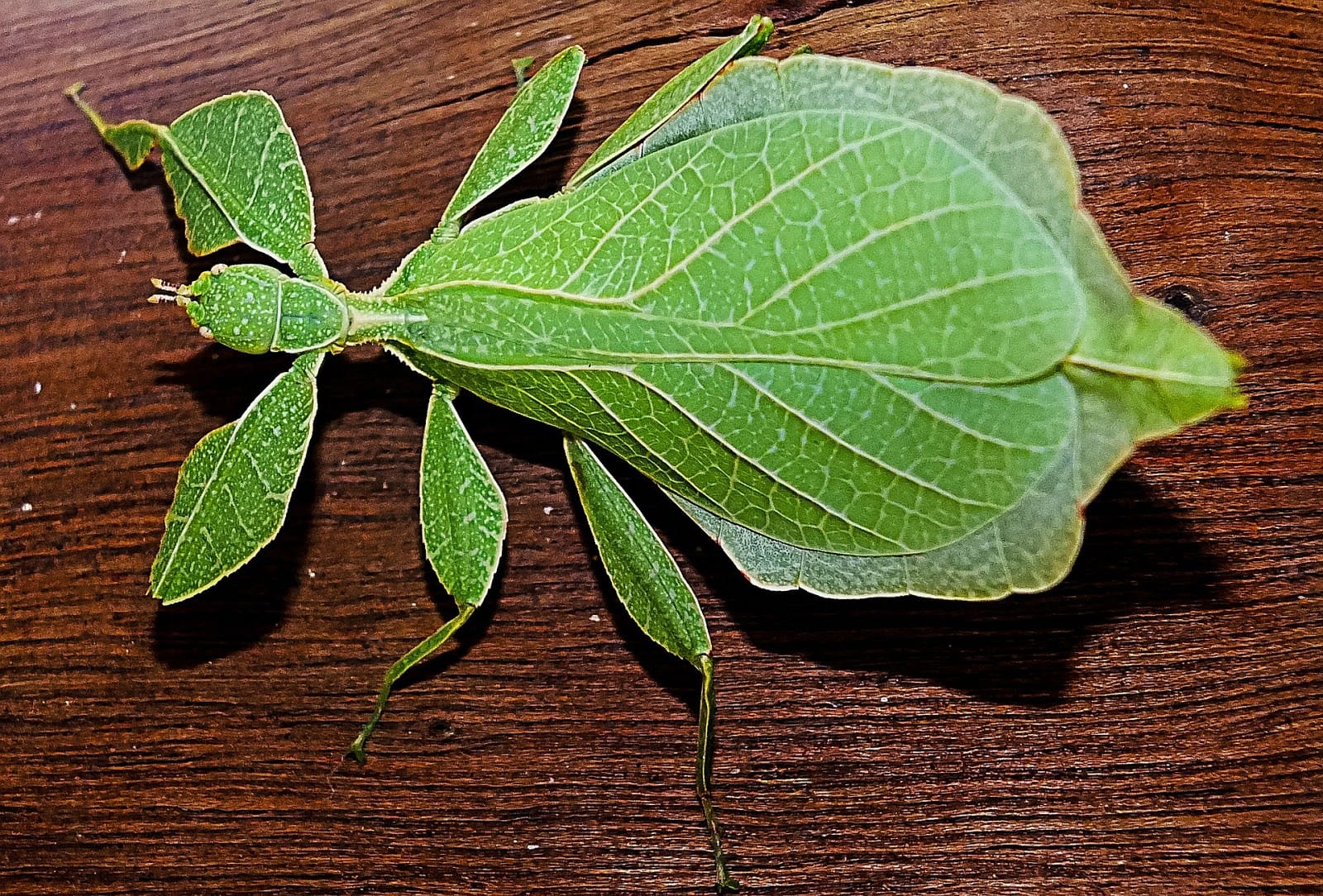 35 Types of Leaf Insect