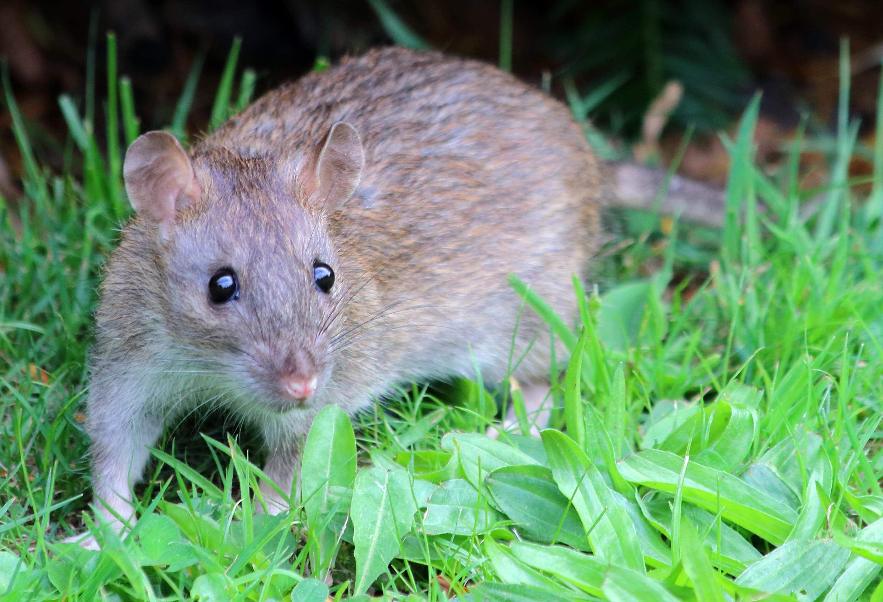 35 Types of Rats