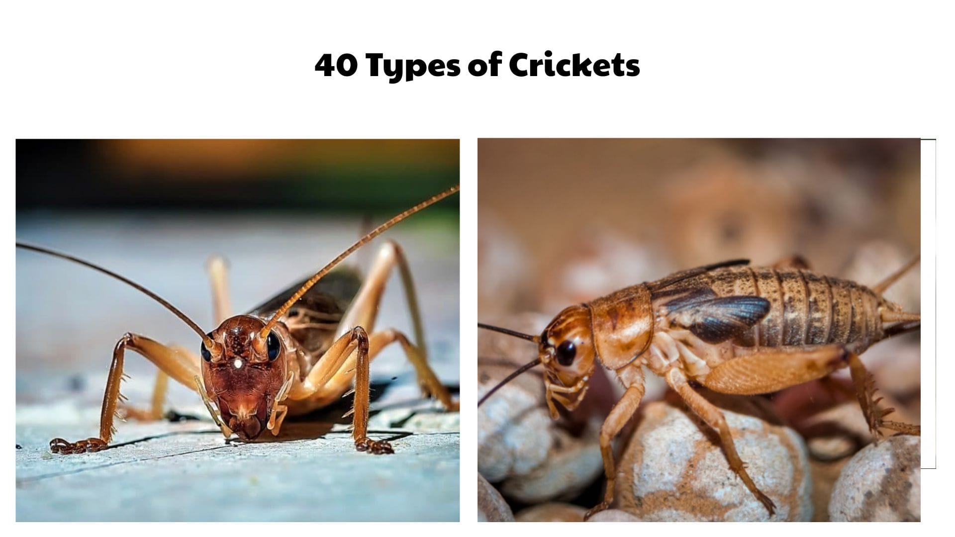 40 Types of Crickets