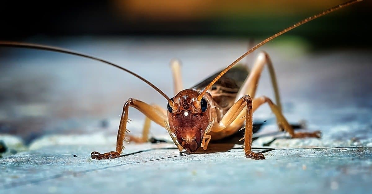 40 Types of Crickets 