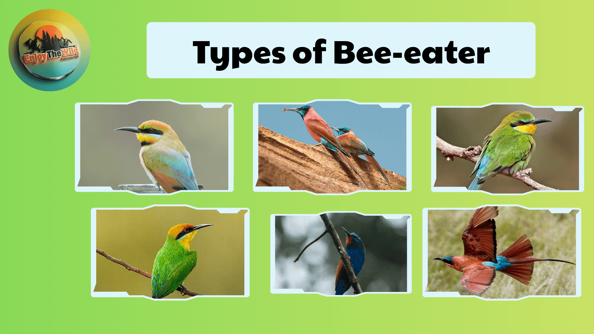 Bea-eater
