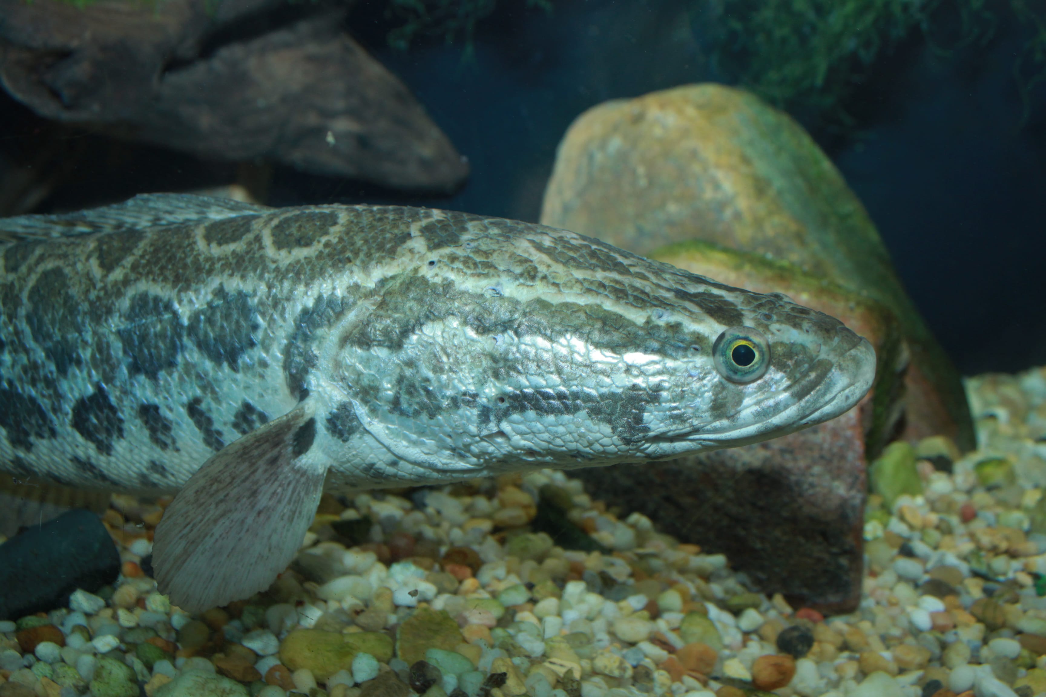 Snakehead