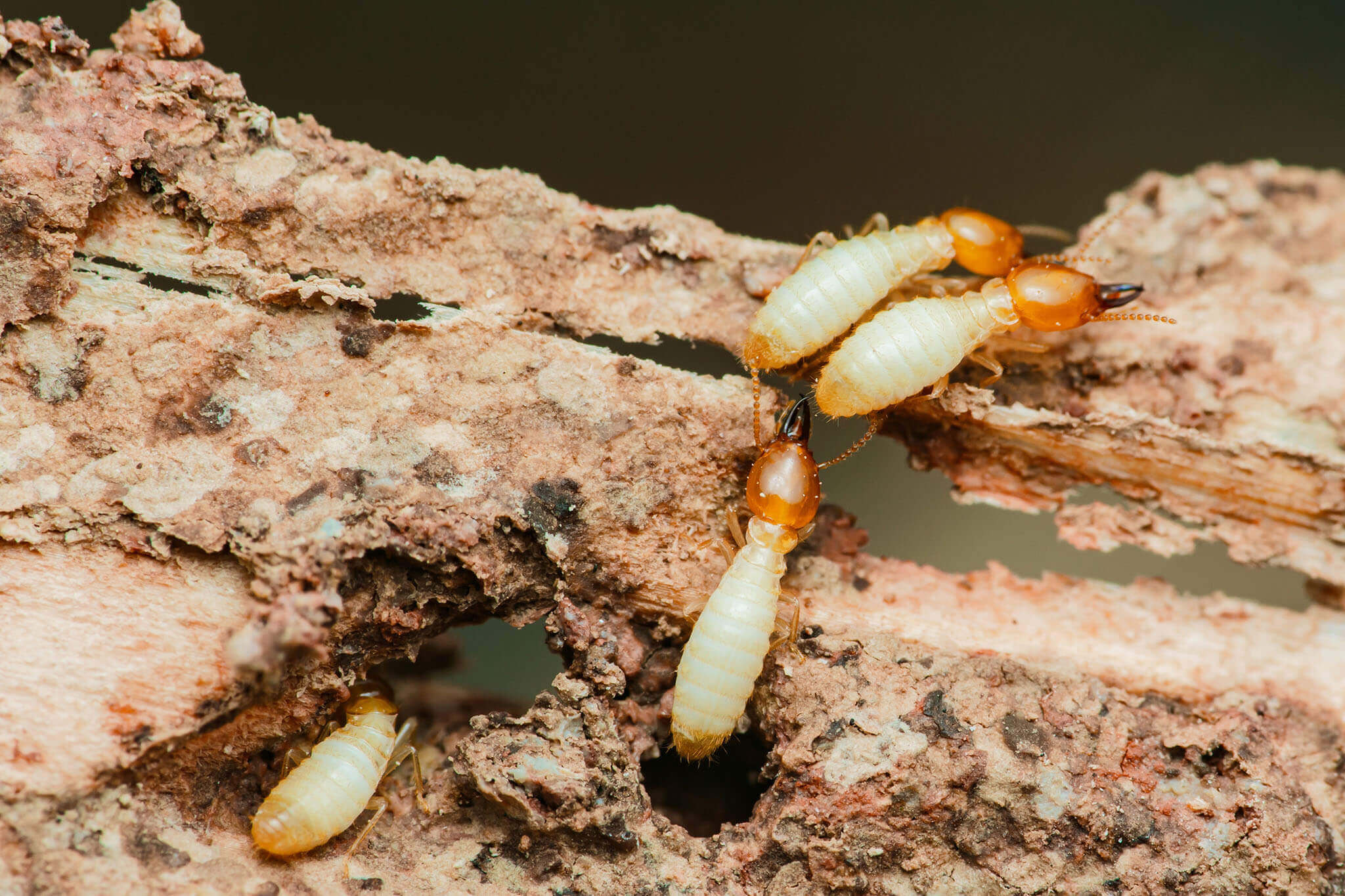 Termite