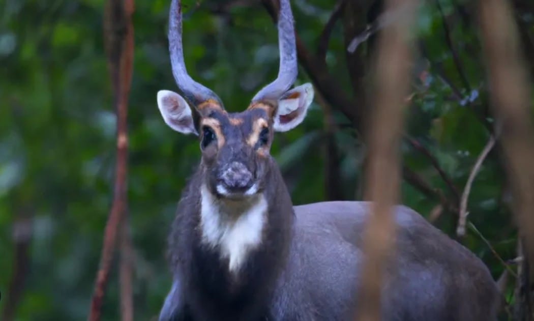 Types of Saola