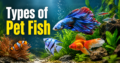 Types of Pet Fish