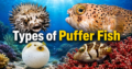 Types of Puffer Fish