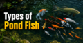 Types of Pond Fish