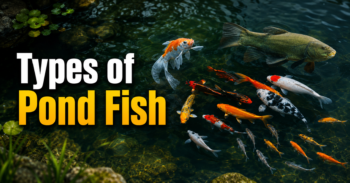 Types of Pond Fish