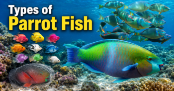 Types of Parrot Fish