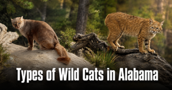 Types of Wild Cats in Alabama