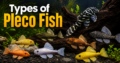 Types of Pleco Fish