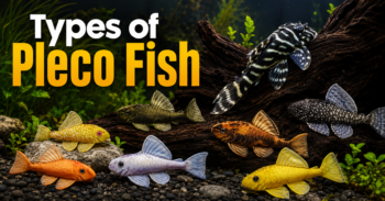 Types of Pleco Fish