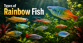 Types of Rainbow Fish