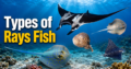 Types of Rays Fish