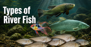 Types of River Fish