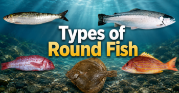 Types of Round Fish