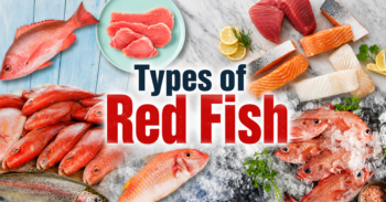 Types of Red Fish