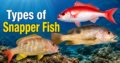 Types of Snapper Fish