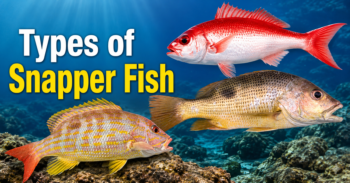Types of Snapper Fish