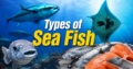 Types of Sea Fish