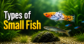 Types of Small Fish