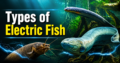 40 Types of Sea Fish: Names, Habitats, and Facts