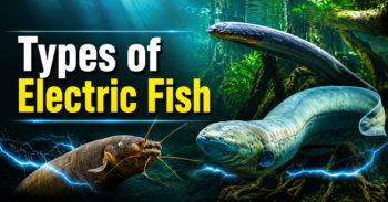 40 Types of Sea Fish: Names, Habitats, and Facts