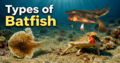 Types of Batfish