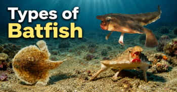 Types of Batfish