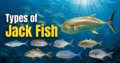 Types of Jack Fish