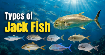 Types of Jack Fish