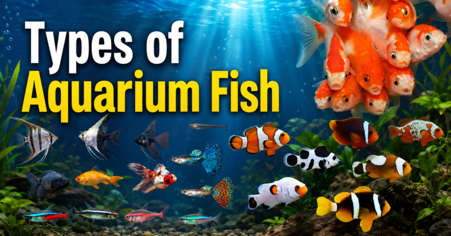 Types of Aquarium Fish