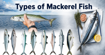 Types of Mackerel Fish
