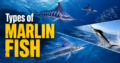 Types of Marlin Fish