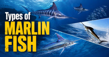 Types of Marlin Fish
