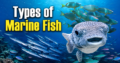 Types of Marine Fish