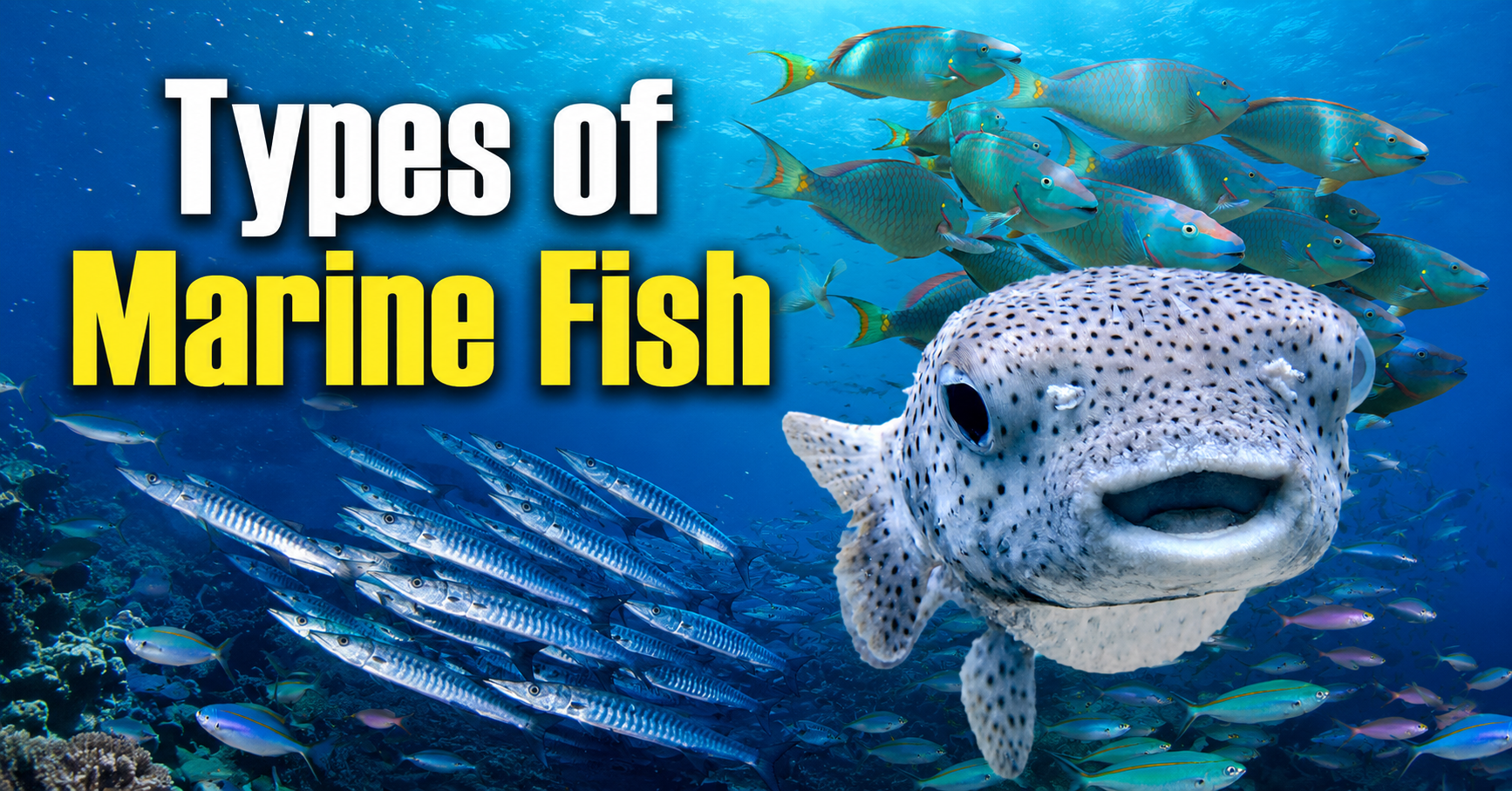 Types of Marine Fish