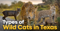 Types of Wild Cats in Texas
