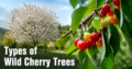Types of Wild Cherry Trees