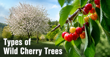 Types of Wild Cherry Trees