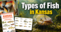 Types of Fish in Kansas